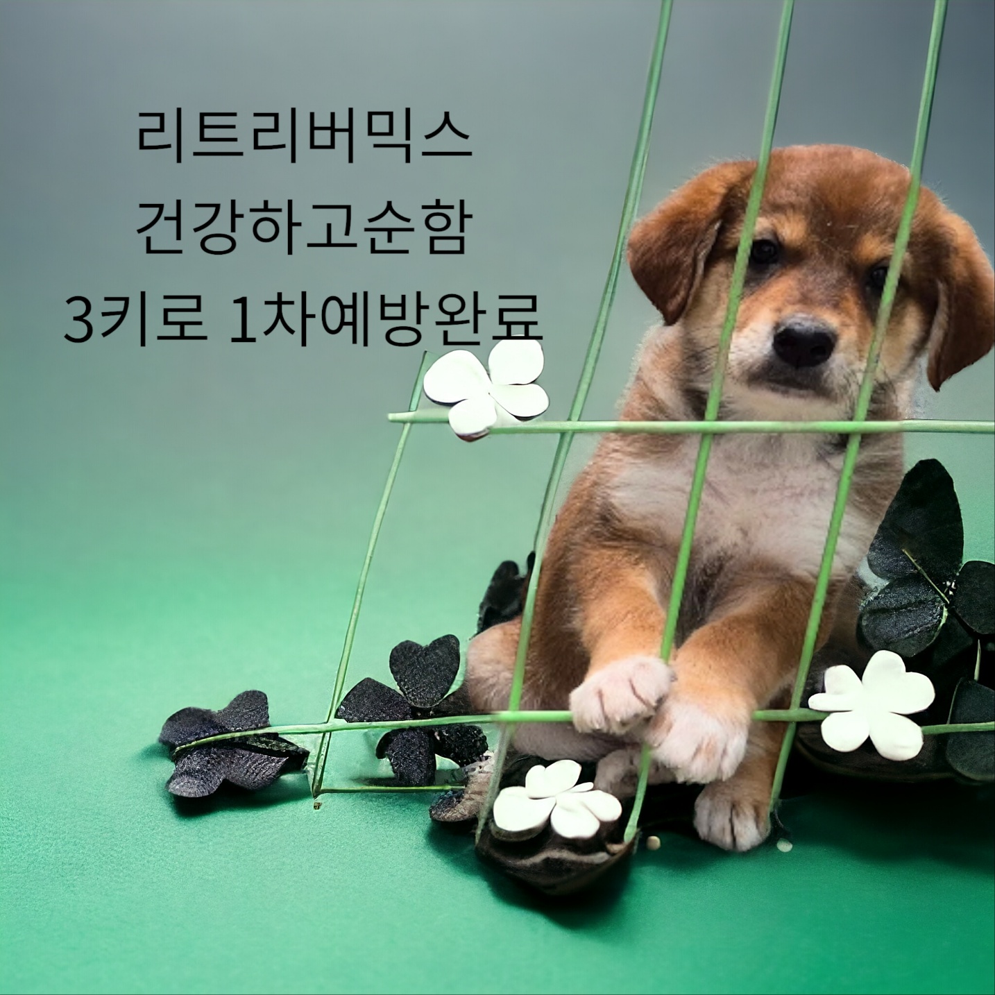 성주유기동물보호센터_447521202400149
